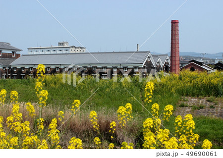京都　伏見　菜の花と酒蔵 49690061