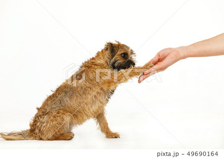 beautiful little dog is giving  paw for food 49690164
