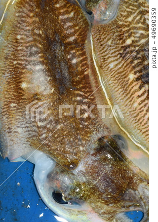 こういか 49690359