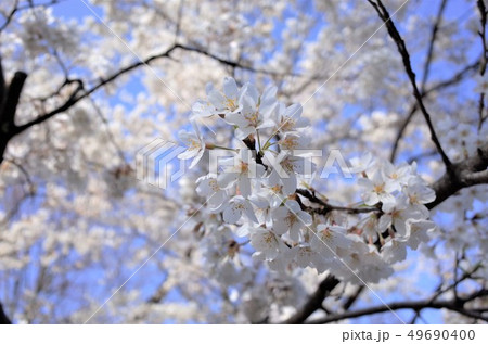 美しく咲く白い桜の花、満開、春の日本、群馬県 49690400