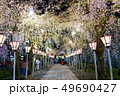 三嶋大社 夜桜 Mishima Taisha Night cherry blossom 49690427