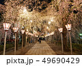 三嶋大社 夜桜 Mishima Taisha Night cherry blossom 49690429