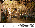 三嶋大社 夜桜 Mishima Taisha Night cherry blossom 49690430