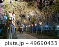 三嶋大社 夜桜 Mishima Taisha Night cherry blossom 49690433