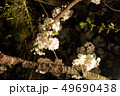 三嶋大社 夜桜 Mishima Taisha Night cherry blossom 49690438