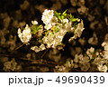 三嶋大社 夜桜 Mishima Taisha Night cherry blossom 49690439