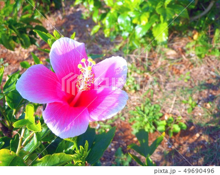 ハイビスカスの花咲く 49690496