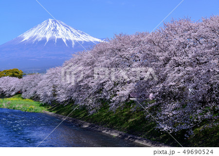 富士山と潤井川のさくら並木 富士山と潤井川のさくら並木 49690524