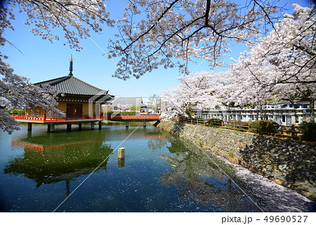 安部文珠院の桜 49690527