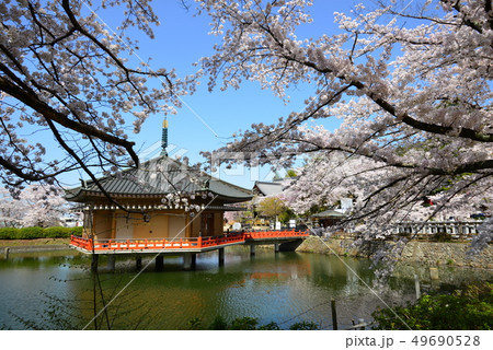 安部文珠院の桜 安部文珠院の桜 49690528