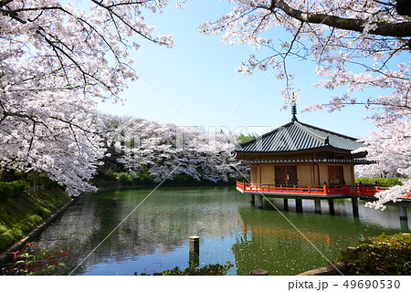 安部文珠院の桜 安部文珠院の桜 49690530
