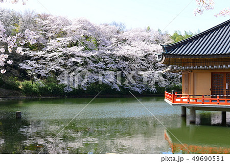 安部文珠院の桜 49690531