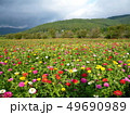 花畑 49690989