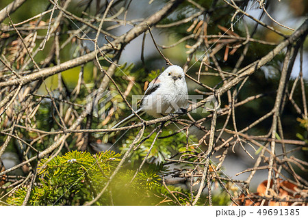 可愛いシマエナガ 微笑みバージョンの写真素材