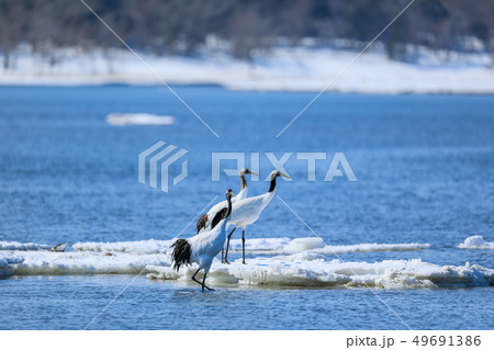 流氷とタンチョウ　青と白のコントラスト 49691386