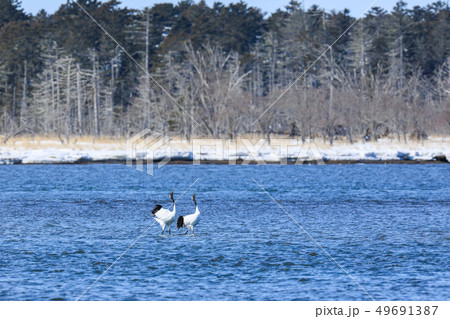 風蓮湖のタンチョウ 湖の中で愛を語る 風蓮湖のタンチョウ 湖の中で愛を語る 49691387