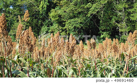 ソルガム_02 49691460
