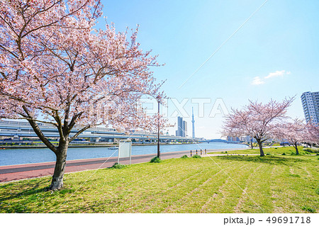 東京の春　隅田川堤防沿いの桜並木 49691718