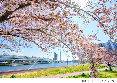 東京の春 隅田川堤防沿いの桜並木 東京の春 隅田川堤防沿いの桜並木 49691719