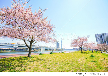 東京の春　隅田川堤防沿いの桜並木 49691724