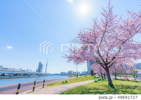 東京の春 隅田川堤防沿いの桜並木 東京の春 隅田川堤防沿いの桜並木 49691727