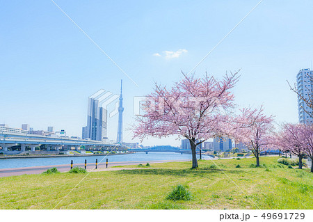 東京の春 隅田川堤防沿いの桜並木 東京の春 隅田川堤防沿いの桜並木 49691729