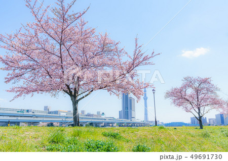 東京の春 隅田川堤防沿いの桜並木 東京の春 隅田川堤防沿いの桜並木 49691730