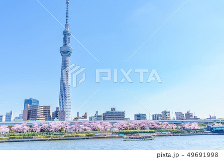 東京の春 隅田公園 桜まつり 東京の春 隅田公園 桜まつり 49691998