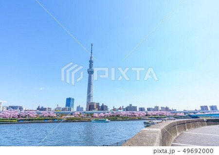 東京の春　隅田公園 桜まつり 49692000