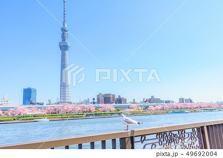 東京の春　隅田公園 桜まつり 49692004