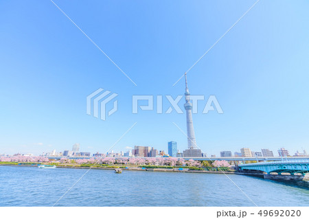 東京の春　隅田公園 桜まつり 49692020