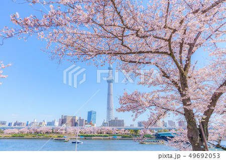 東京の春 隅田公園 桜まつりの写真素材 東京の春 隅田公園 桜まつりの写真素材