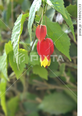 ウキツリボクの花 ウキツリボクの花 49692133