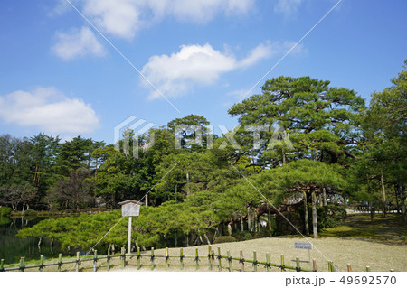 兼六園 唐崎松 兼六園 唐崎松 49692570