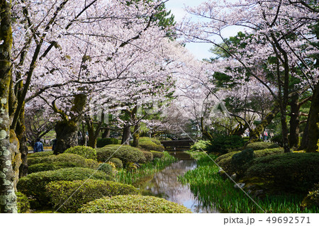 兼六園　桜 49692571