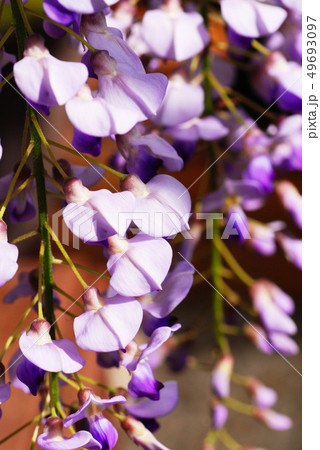 藤の花 アップの写真素材