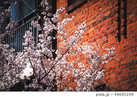 Cherry blossoms Cherry blossoms 49695209