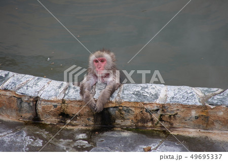 温泉さる_函館 49695337