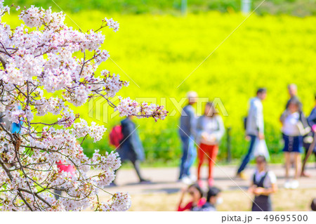満開の幸手権現堂桜堤を楽しむ人たち 満開の幸手権現堂桜堤を楽しむ人たち 49695500