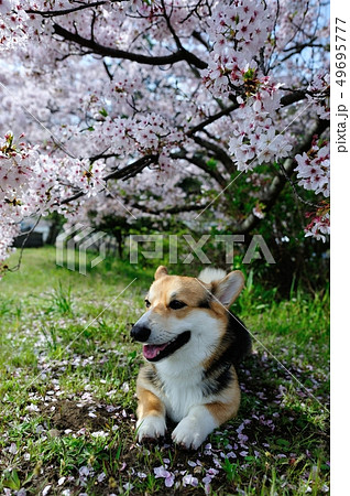 お花見犬 お花見犬 49695777
