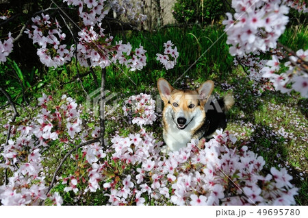 お花見犬 49695780