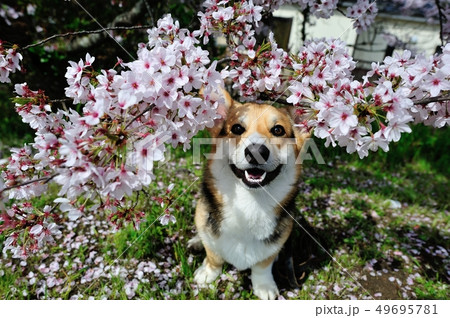 お花見犬 お花見犬 49695781
