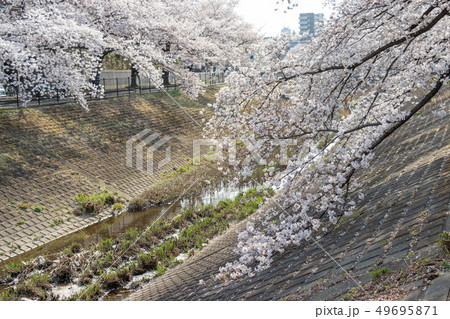 多摩市乞田川の桜並木　東京都多摩市 49695871