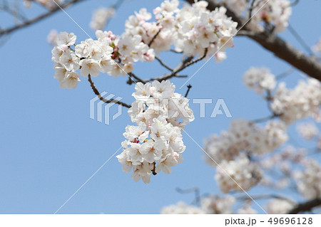 さくら さくら 49696128