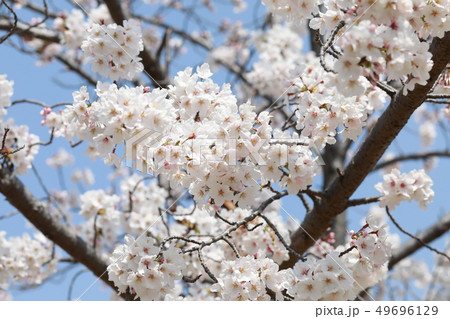 さくら さくら 49696129