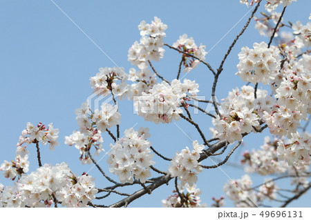 さくら 49696131