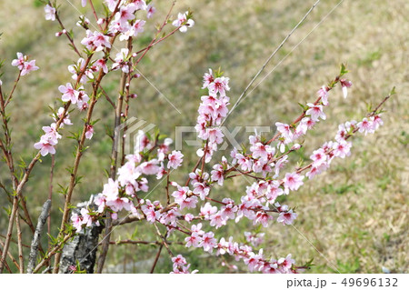 ウメの花 ウメの花 49696132