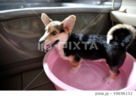 初めてのお風呂 49696152