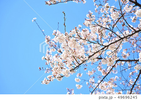 桜 桜 49696245