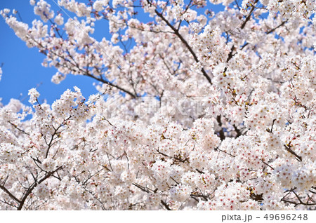桜 49696248